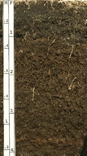 Histosols The central concept of Histosols is that of soils that are