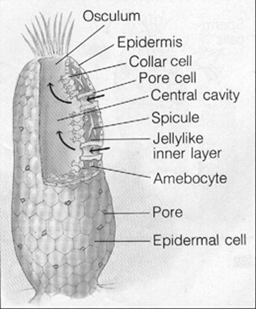 F. Spicules: one of the thin, spiny structures that form the skeleton of a sponge 1. Built by amebocyte cells 2.