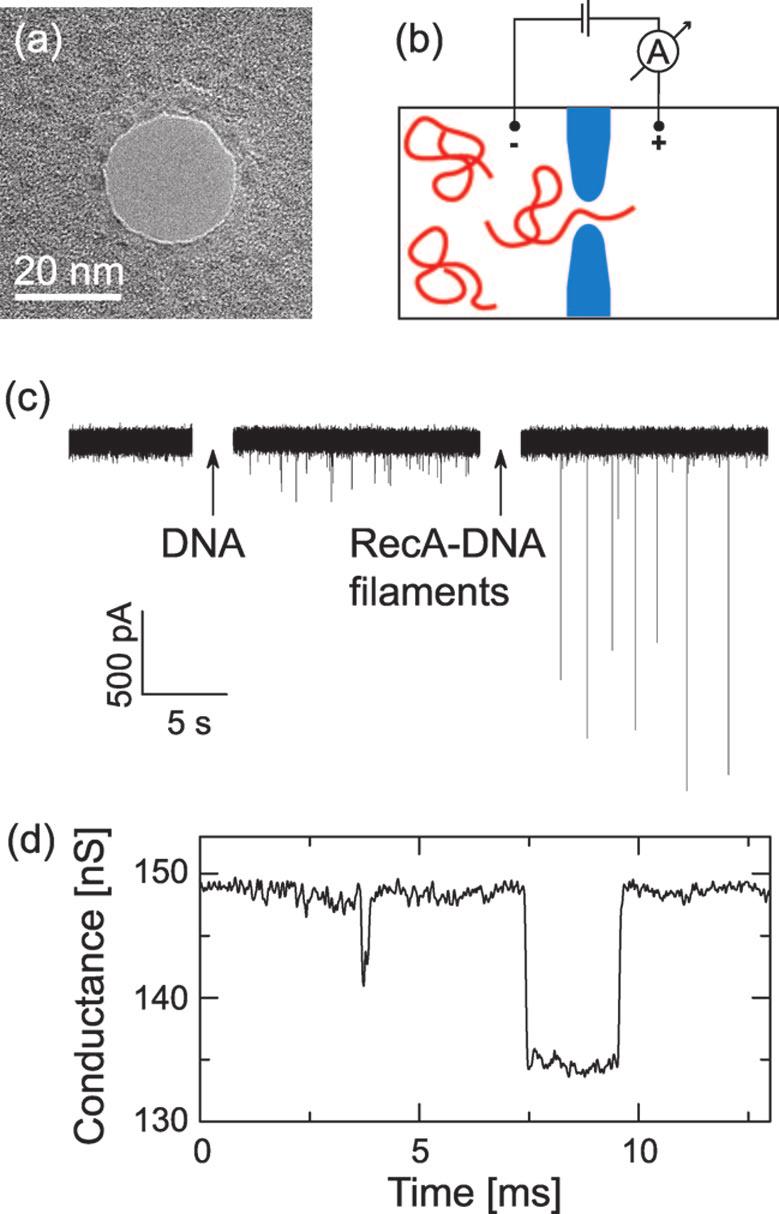 Figure 2. Atomic force microscopy (AFM) images of (a) 20 kbp dsdna and (b) RecA-coated λ-dna on mica. Note the presence of free RecA proteins visible as small blobs in (b).