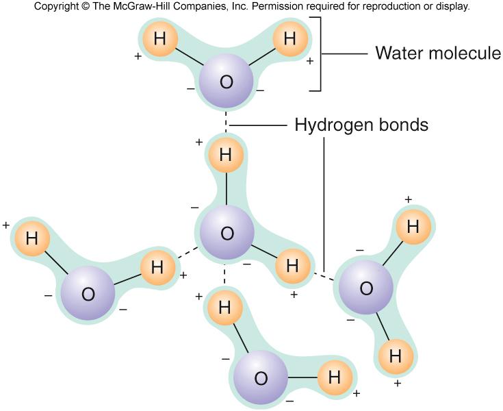 Hydrogen Bonding Weak bond between a H covalently bonded to one molecule and an O or