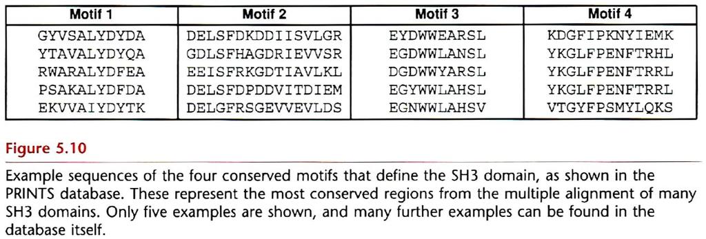 Motifs and blocks These are not individual sequences but multiply-aligned ungapped segments derived from the most highly conserved in protein