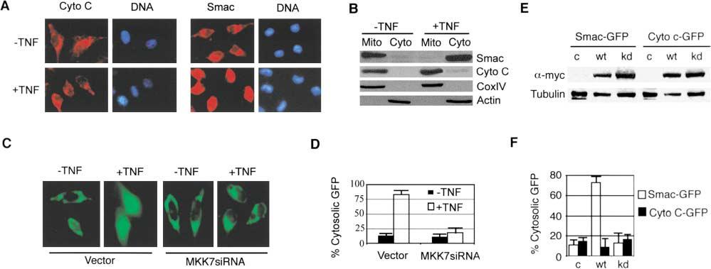 Cell 64 Figure 3. TNF -Induced Mitochondria Smac Release Requires JNK Activation (A) p65 / FADD-DN cells were treated for 4 hr with or without TNF (10 ng/ml).