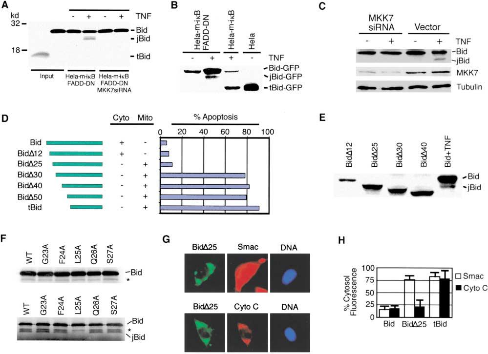 JNK, Bid, and Smac/DIABLO in TNF Signaling 65 Figure 5. Identification and Characterization of JNK-Mediated Bid Cleavage (A) In vitro JNK-mediated Bid cleavage.