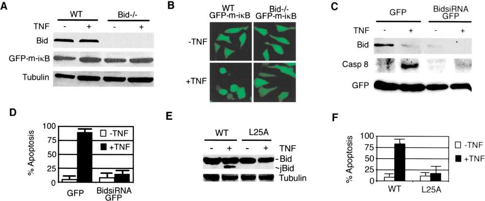 JNK, Bid, and Smac/DIABLO in TNF Signaling 67 Figure 6. Requirement of Bid for TNF -Mediated Caspase 8 Activation and Apoptosis (A) GFP-m-i B was transiently transfected into Bid / and wild-type MEFs.