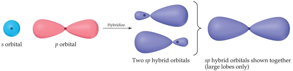Like the p orbitals, the hybridized orbitals (sp) each have two lobes.