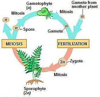 MEIOSIS Haploid FERTILIZATION Diploid Haploid (N) Gametophyte plant (N) Produces either sperm or eggs.