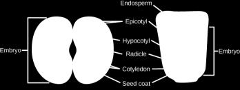 Features that allow seeds to reproduce without water: Reproduction in cones. Movement of gametes by pollination.