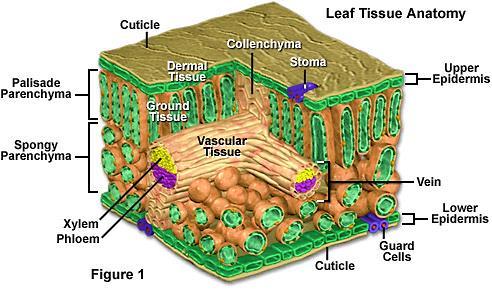 wall and large vacuole. However, adaptations help plant carry out specific functions.