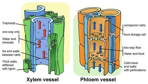 Plant Tissues: Vascular Tissue Plant Tissues: Vascular Tissue A tissue is a group of cells that work together to perform a