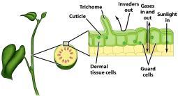 Meristematic Tissue: regions of rapidly dividing cells.