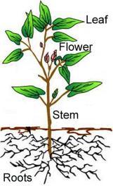 Plant Tissues A tissue is a group of cells that work  Ground Tissue: Most of