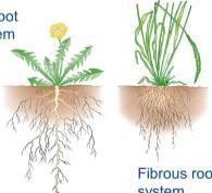 Roots: Plant Transport System Root Structures Taproot: a large, central, and dominant root from which other roots sprout laterally.
