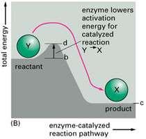 28 How do enzymes Work?