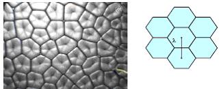 (a) (b) Figure 1.1: (a) Honeycomb like pattern observed in Bénard convection and (b) Hexagon geometry showing the wavelength λ (Maroto et al. 2007) 1.