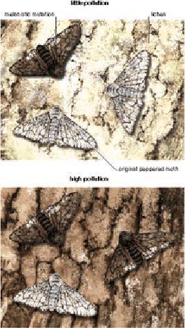 Peppered Moth example: 100 years after the first dark moth was discovered in 1848, 90% of