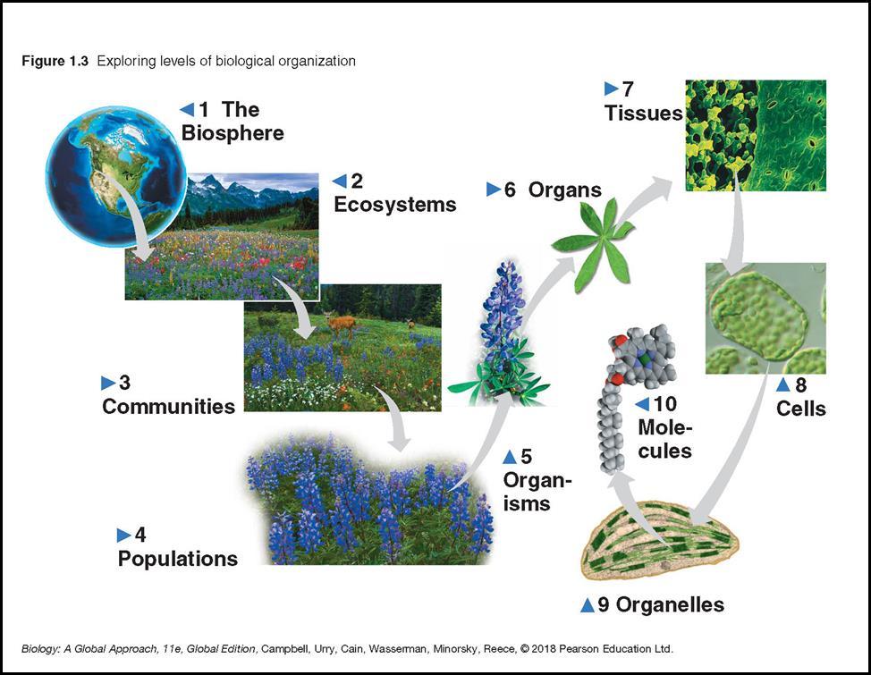A. Theme: New properties emerge at successive level of the biological organization Life can be studied at different levels from molecules to the entire living planet.