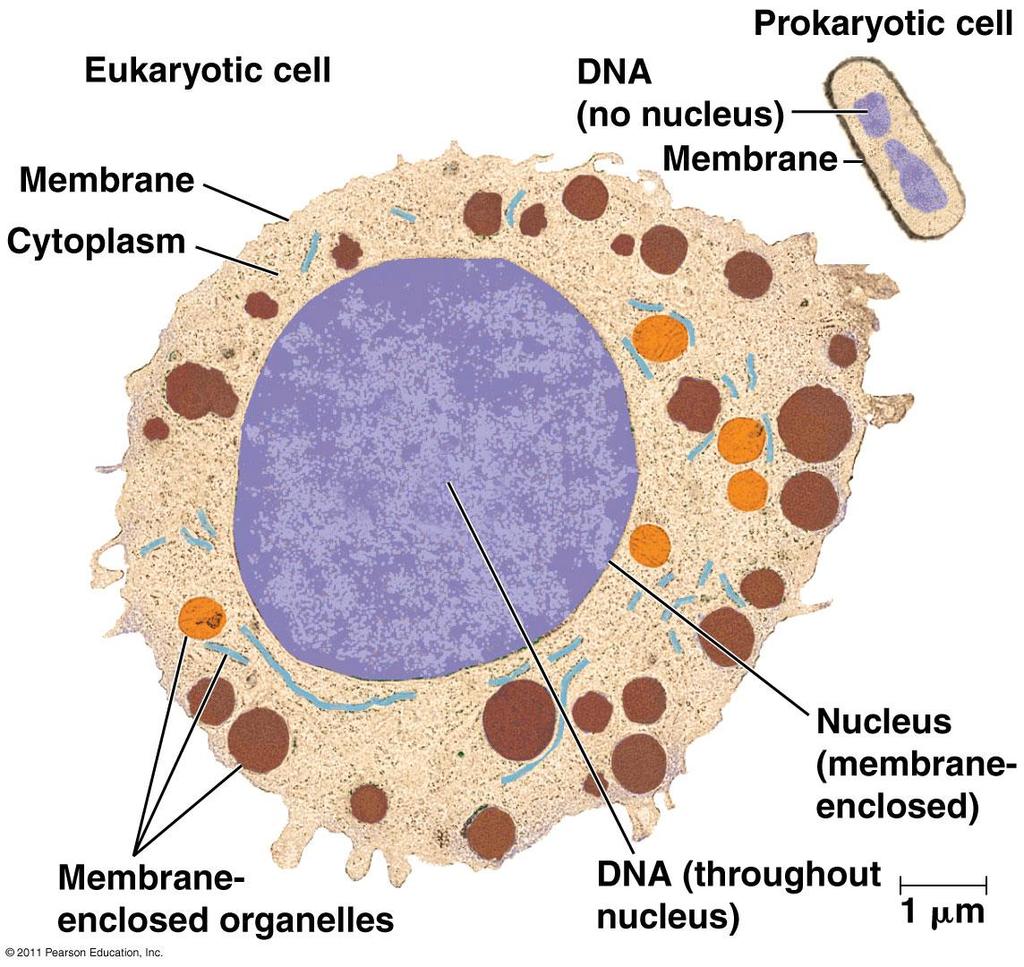 3. The Cell: An Organism s Basic Units of Structure and Function a. The cell is the lowest level of organization that can perform all activities required for life b.