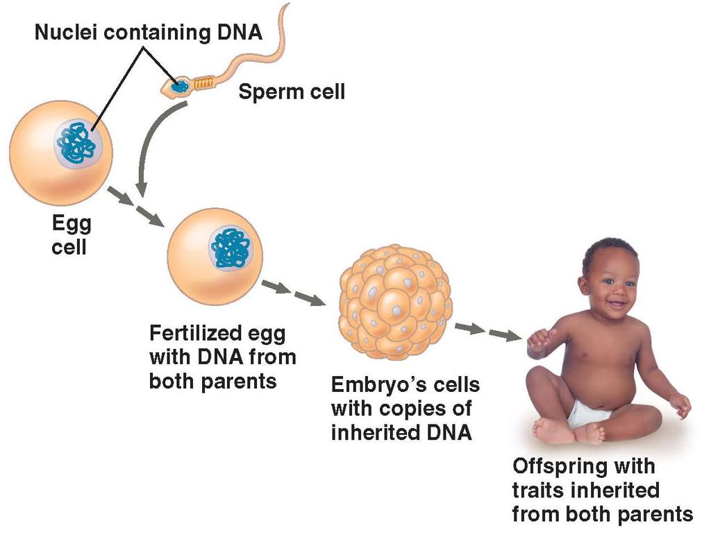 1. DNA, the Genetic Material a. Each chromosome has one long DNA molecule with hundreds or thousands of genes b.