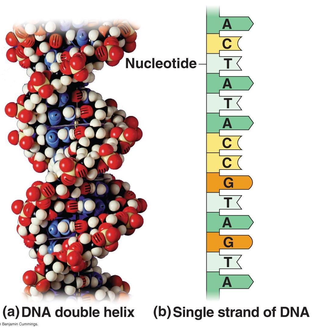 e. Each DNA molecule is made up of two long chains
