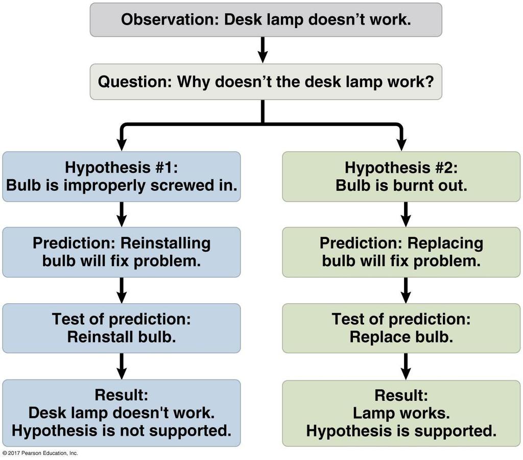 B. Forming and Testing Hypotheses In science a hypothesis 假說 an explanation, based on observations and assumptions, that leads to a testable prediction.
