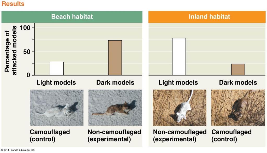 Inquiry Dose camouflage affect predation on two population of mice?
