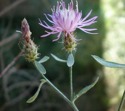 Academy. As in 2002, diffuse knapweed was found principally along the I-25 corridor and along the railroad right-of-way, and in other dry disturbed areas throughout the Academy (Map 6).