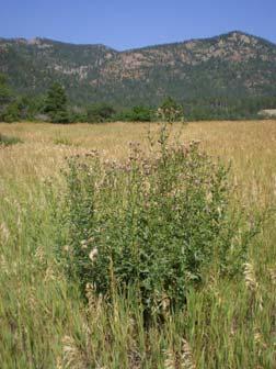 have been located in these areas. The I-25 corridor and Monument Creek have also become infested. Table 13. Summary data for spotted knapweed from 2002 and at the U.S. Air Force Academy.