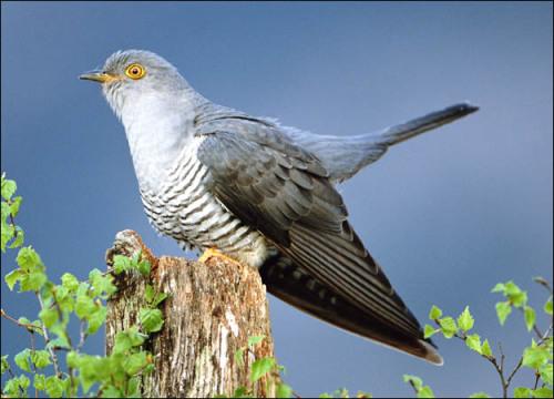 Chapter 3 Self-Learning Cuckoo search algorithm 28 Figure 3.1: Cuckoo bird in nature 3.1 Cuckoo search Algorithm 3.1.1 Cuckoos breeding behavior In nature, Cuckoo birds are interesting ones with their beautiful sound and aggressive reproduction strategy.