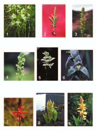 HERBERTIA 57 2002 2003 Figs 1-16: ARGENTINE TERRESTRIAL ORCHIDS 1. Habenaria gourleana 2-3. Haberaria hyeronimi 4. Habenaria parviflora 5. Chloraea membranacea 6.