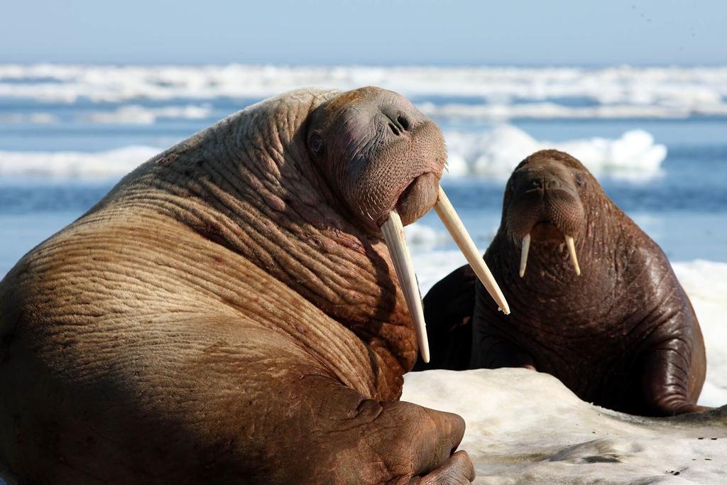 Arctic Ecosystem: Walruses Atlantic and Pacific subspecies Pacific are larger (1.3 tons) compared to Atlantic (0.