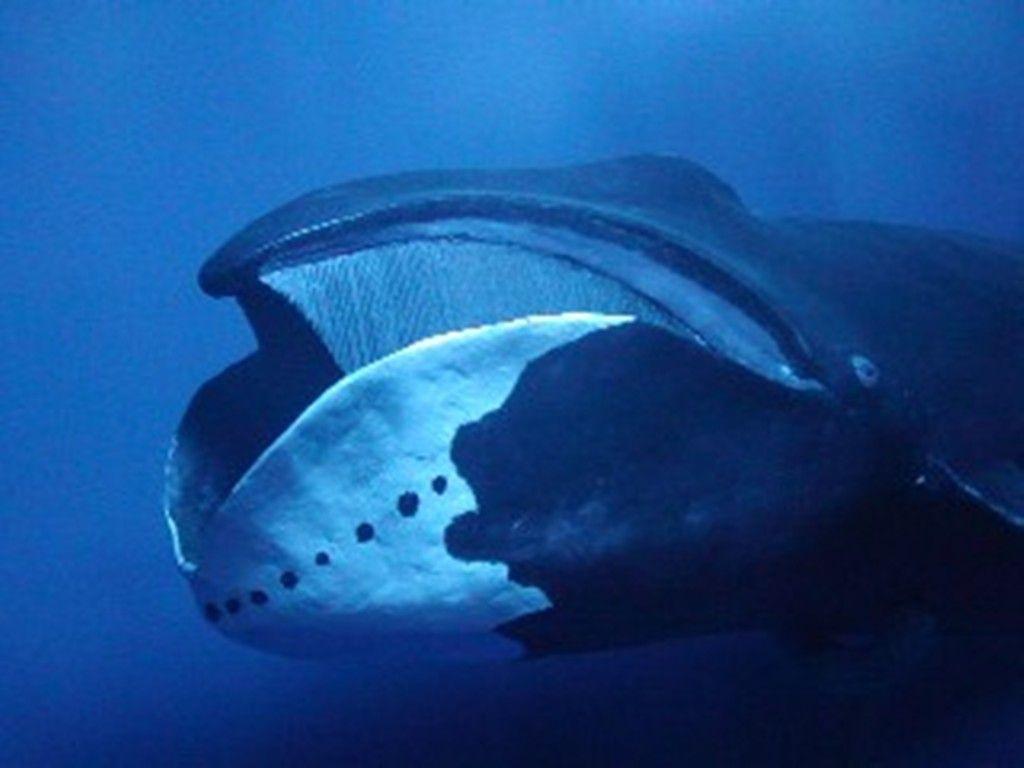 Arctic Ecosystem: Whales Many whales visit the Arctic Bowheads Feed on krill and small fish Unique V-shaped mouth Can live to be 200
