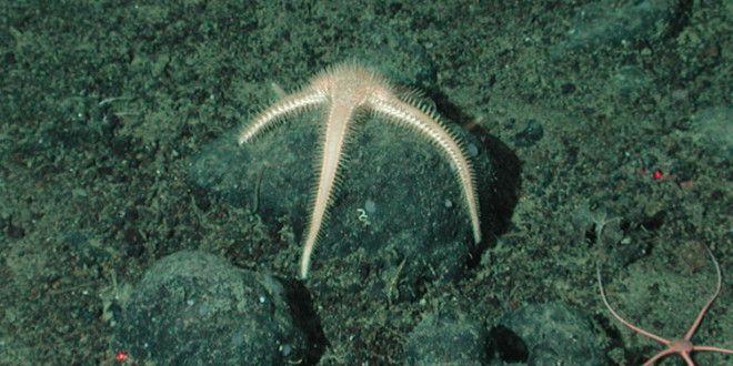 Arctic Ecosystem: Bottom Dwellers Starfish, Sea