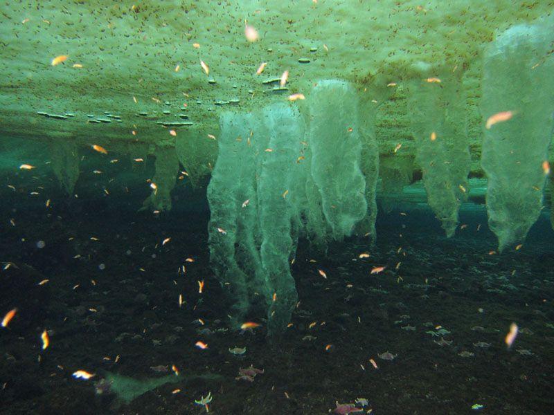 Arctic Ecosystem: Zooplankton, Phytoplankton, Ice Algae Phytoplankton in surface layers help form base of Arctic food web Diatoms,