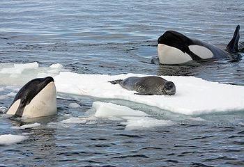 Antarctica Ecosystem: Whales Both toothed and baleen Orcas Hunt fish,