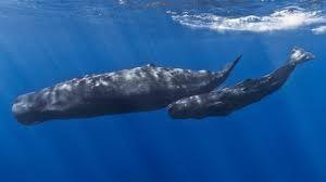Whales Dive very deep Feed on squid and fish Numbers severely declined