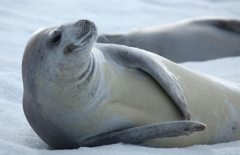 Antarctica Ecosystem: Seals