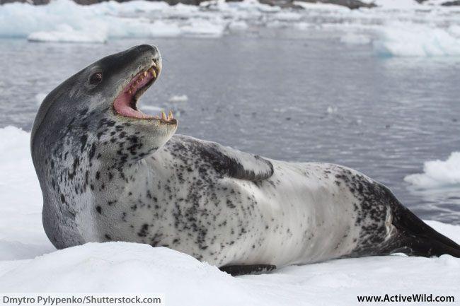 and krill Leopard Seals Feed