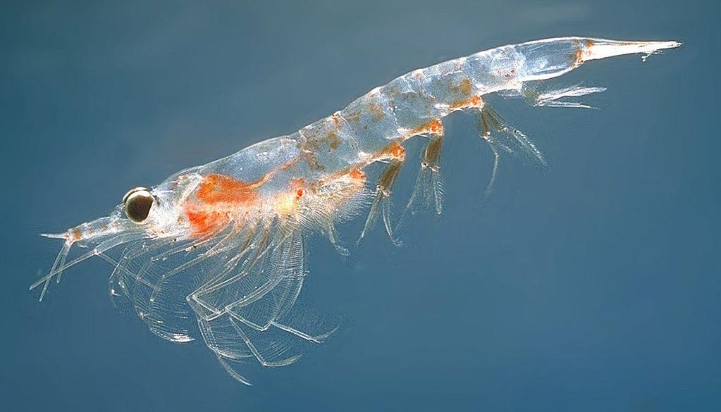 on phytoplankton Krill, copepods, salps, amphipods Krill are vital to Antarctic