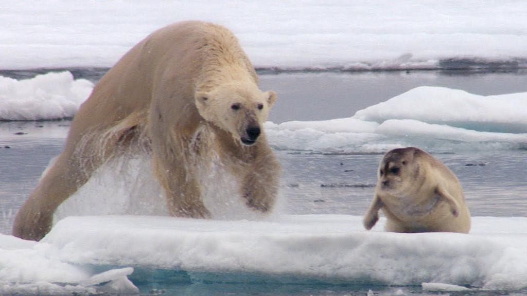 Arctic Ecosystem: Polar Bears Weigh up to 1500 pounds Thick