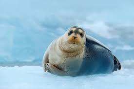 Arctic Ecosystem: Seals Permanent residents: Bearded Seal, Ringed Seal