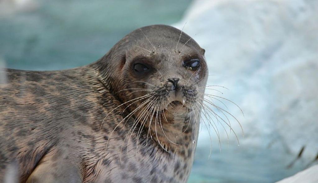 the walrus Ringed seal is smallest and most common Arctic seal Seasonal