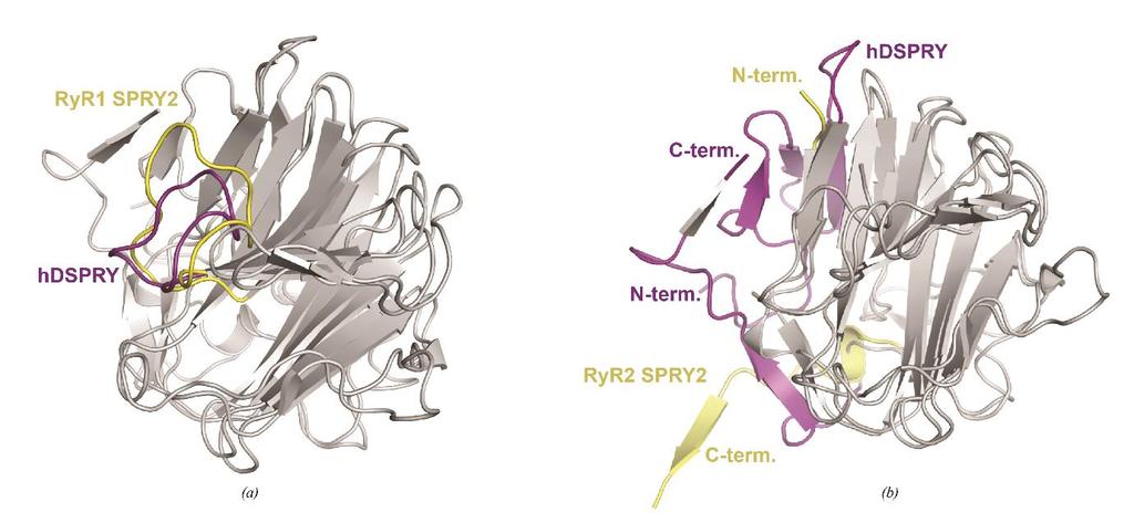 Supporting information, sup-9 Figure S7 A DALI superposition (Holm & Rosenstrom, 2010) of hdspry with rabbit and mouse RyR SPRY2 domains (Lau & Van Petegem, 2014).