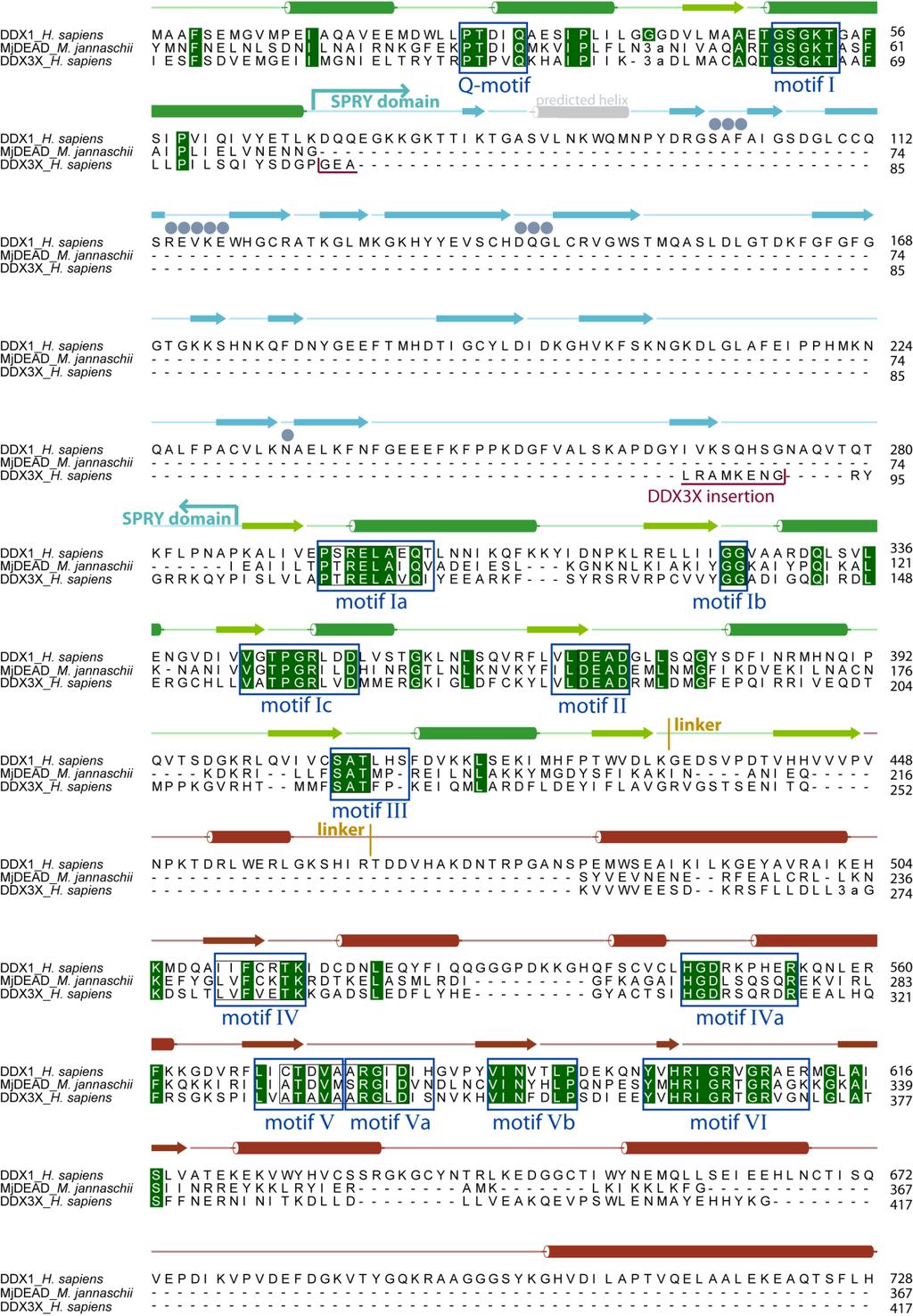 Supporting information, sup-4 Figure S3 Amino acid sequence alignment of DDX1 and homologous