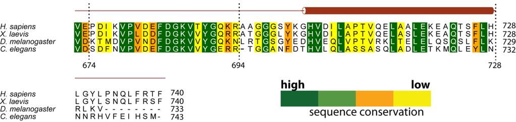 Supporting information, sup-7 Figure S4 Amino acid sequence alignment of DDX1 orthologs from representative eukaryotic model organisms.