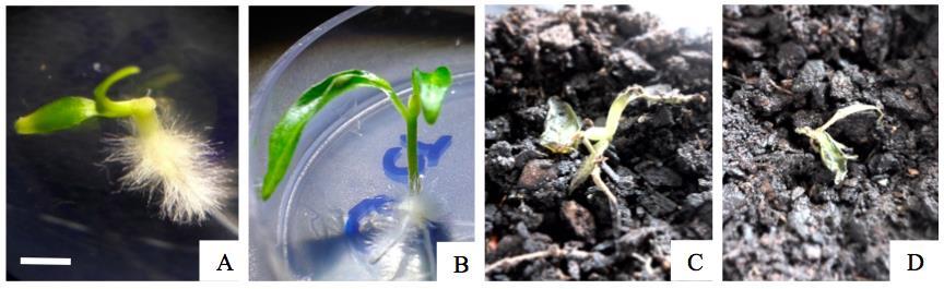 4. Results and Discussion Germination, development (A and B), and loss of seedlings during acclimatization and transplant