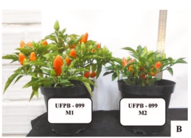 4. Results and Discussion Ornamental peppers (Capsicum annuum L.) from the in vitro culture of immature zygotic embryos (IZE system).