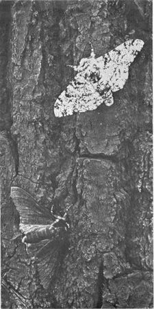 Natural Selection in Action Peppered Moths Industrial melanism in populations of peppered moths documented.