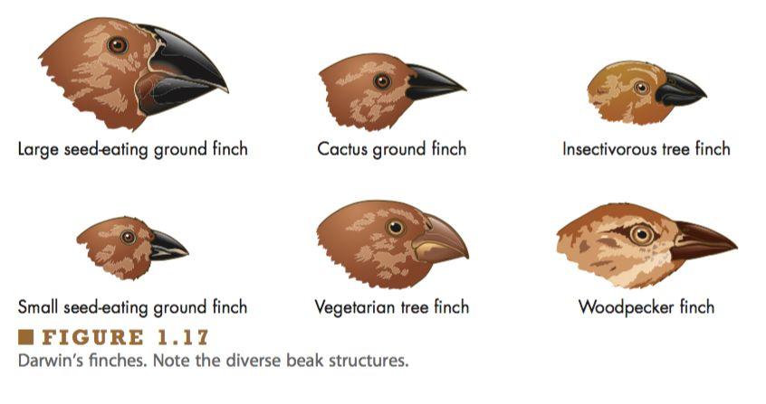 Natural Selection in Action - Finches Finches competed for limited resources -Thomas Malthus