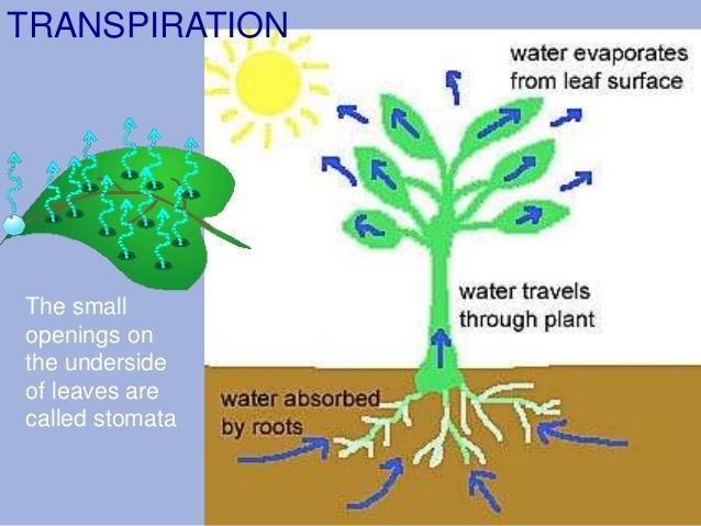 Transpiration Loss of water vapor from land plants 97% of plant water can be lost this way Human Affect on Water Cycle Air pollution may decrease precipitation
