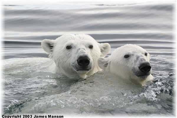 polar bears require sea ice US listed as threatened under Endangered